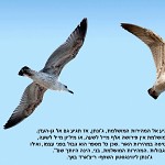 Mouettes. שחפים